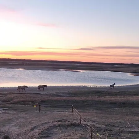 In Texel Near Dunes & Water De Cocksdorp (Texel)