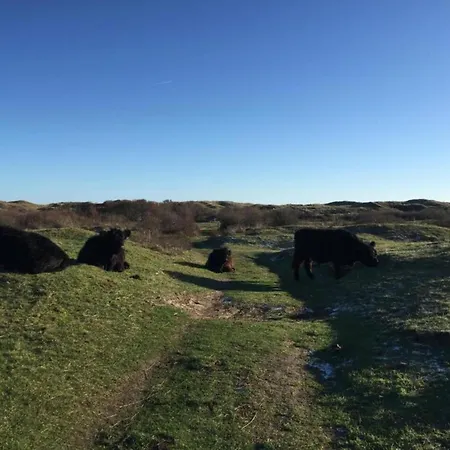 Holiday home In Texel Near Dunes & Water *
